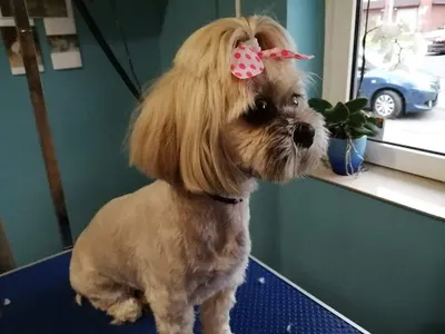 Salon psiej urody "TILA"